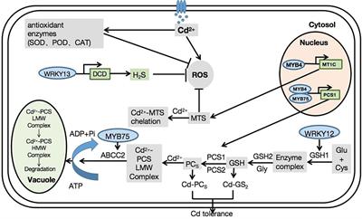 Transcription factors involved in plant responses to cadmium-induced oxidative stress
